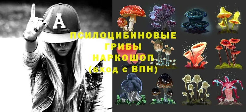 Галлюциногенные грибы Psilocybine cubensis  Северодвинск 